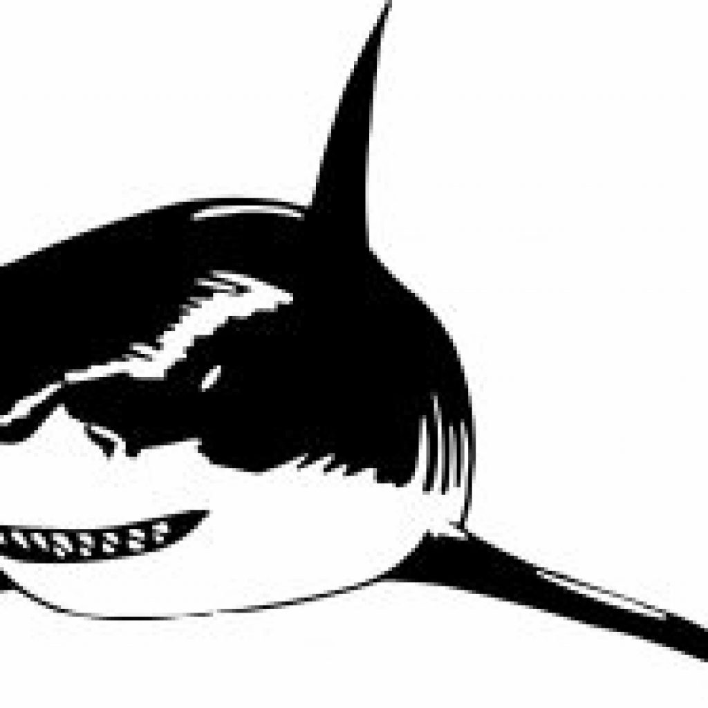 Swimming Shark